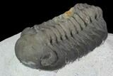 Austerops Trilobite - Visible Eye Facets & Multi-Toned Shell #127042-3